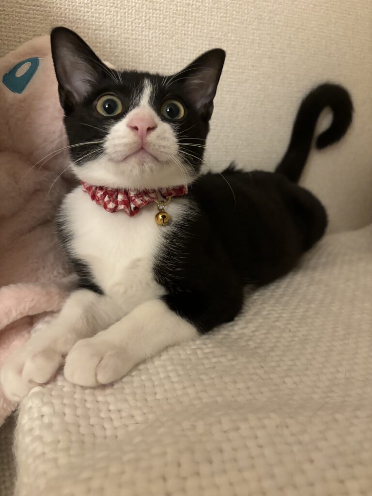 子猫