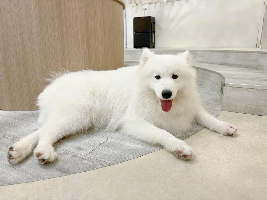 サモエドカフェモフ