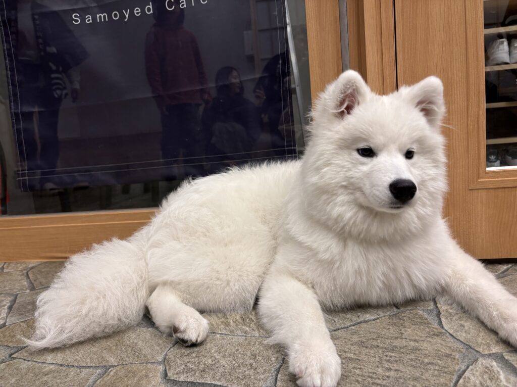 サモエドカフェモフ 竹下通り