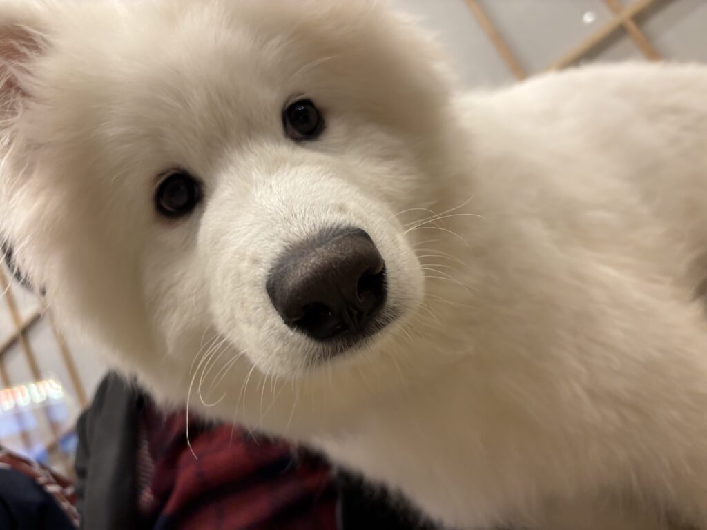 サモエドカフェモフ 犬 犬カフェ 東京 原宿