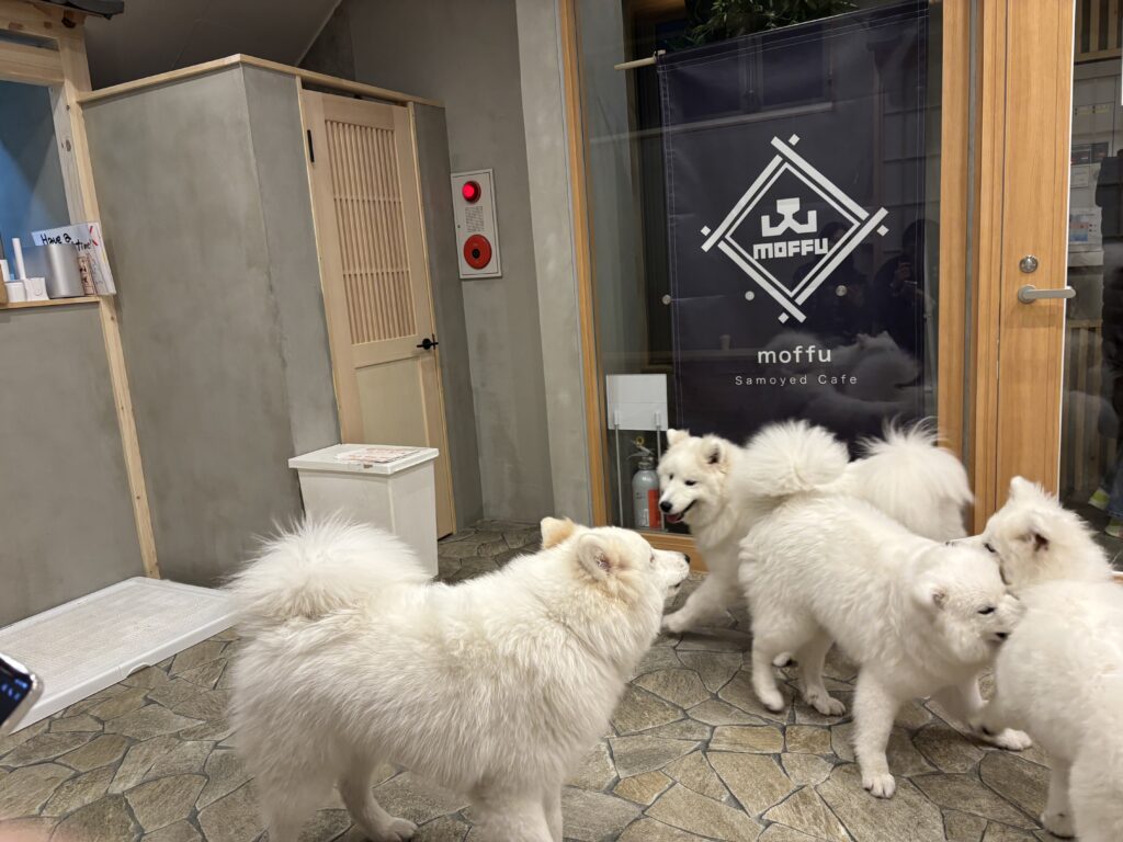 サモエドカフェモフ 竹下通り