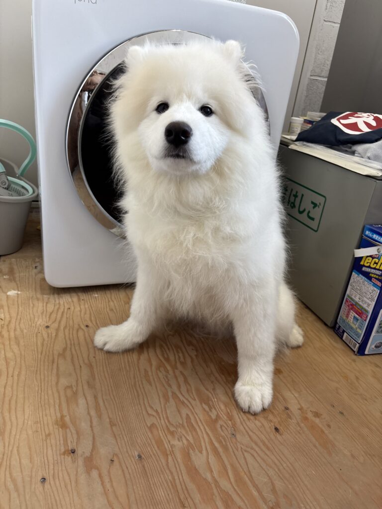 サモエドカフェモフ 竹下通り店