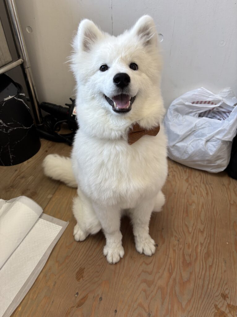 サモエドカフェモフ 竹下通り店