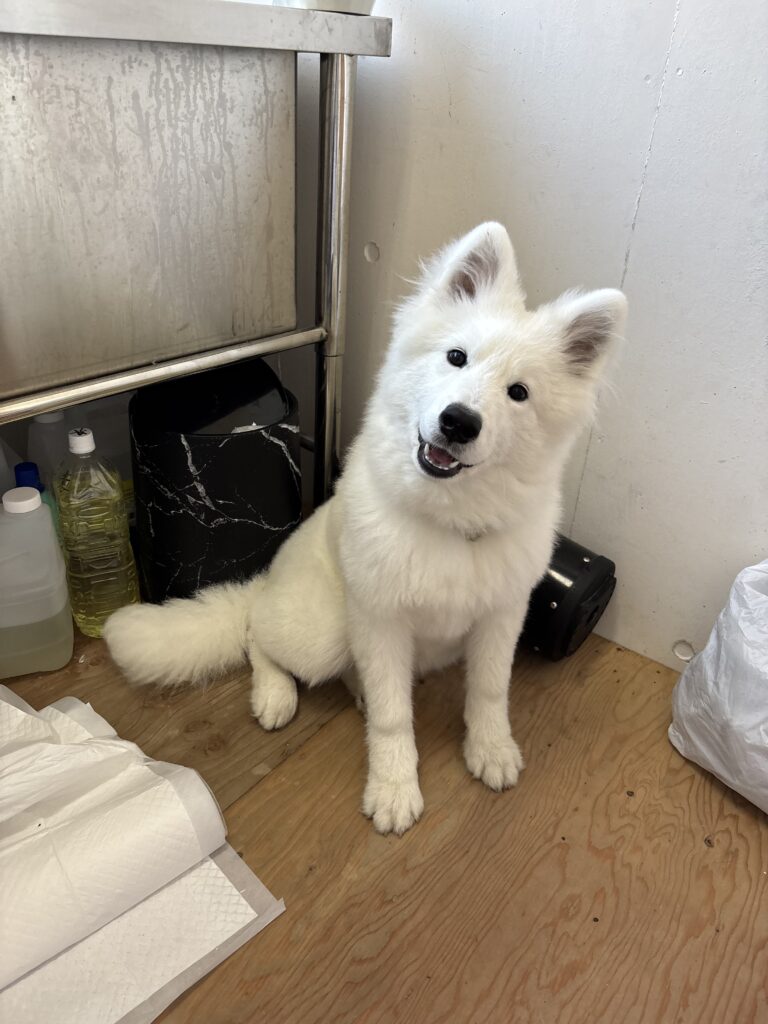 サモエドカフェ モフ 竹下通り店