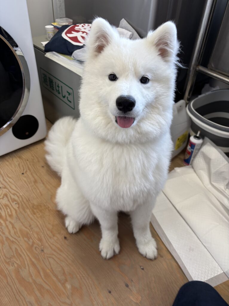 サモエドカフェモフ 竹下通り店
