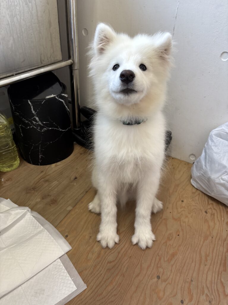 サモエドカフェモフ 竹下通り店