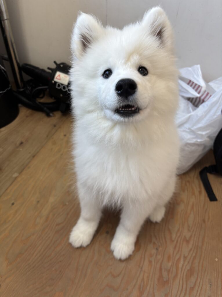サモエドカフェモフ 竹下通り店