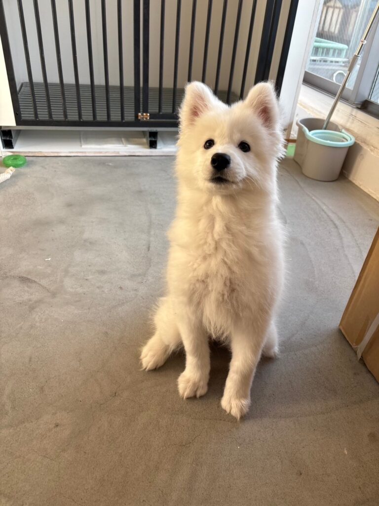 サモエドカフェモフ 竹下通り店