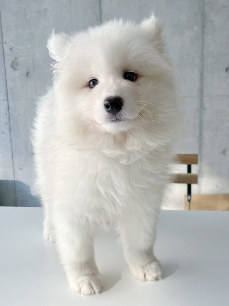 サモエドカフェモフ 竹下通り店